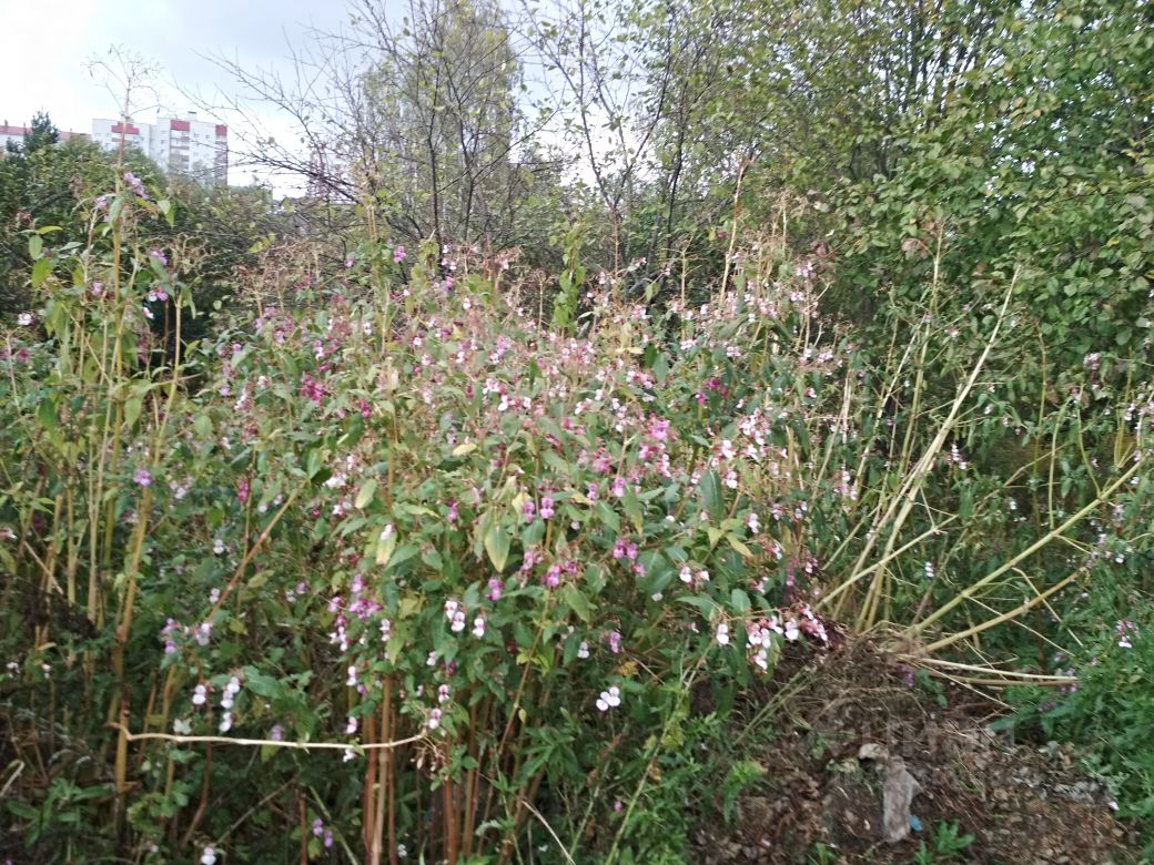 Купить загородную недвижимость в СНТ Дружба в городе Смоленск, продажа  загородной недвижимости - база объявлений Циан. Найдено 2 объявления