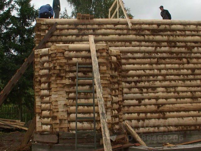 Чем можно кормить птиц: готовые зерновые смеси, крупы, минеральные добавки