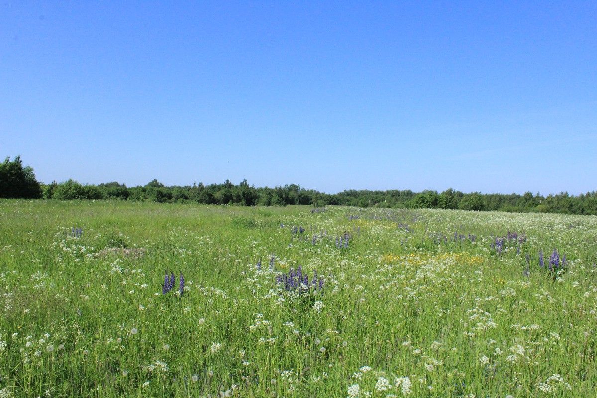 Купить Участок В Гдовском Районе Псковской