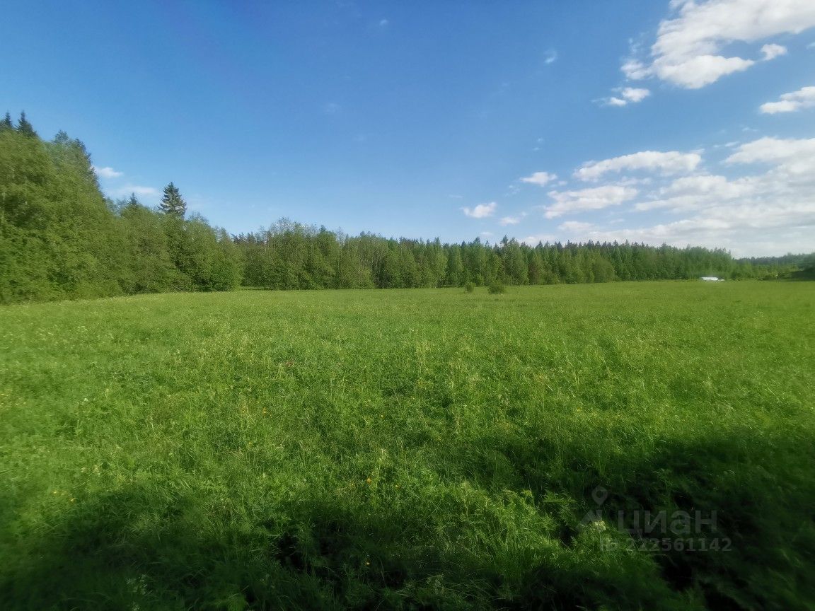 Погода в черничном выборгский