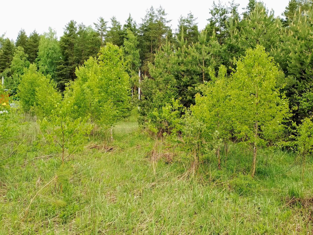 Купить земельный участок в ДНП Престиж городского округа Щелково, продажа  земельных участков - база объявлений Циан. Найдено 2 объявления