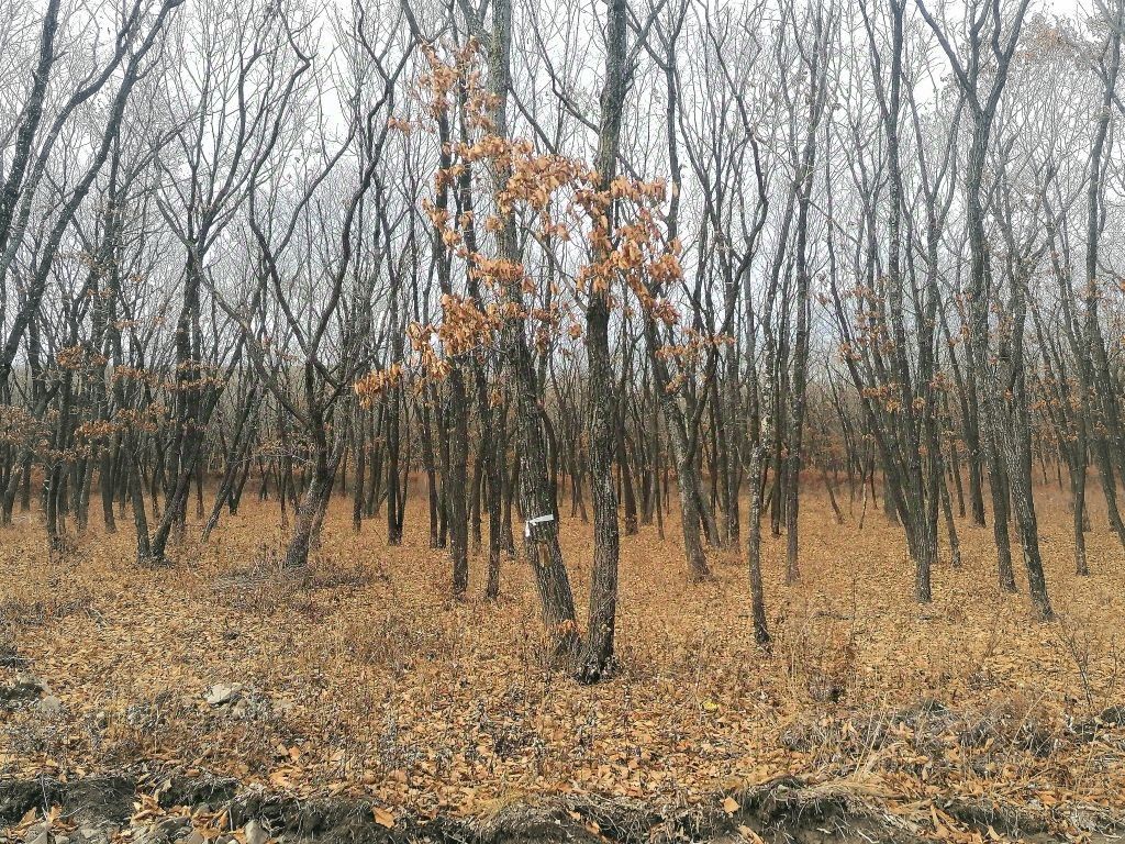 Купить земельный участок в коттеджном поселке Кедр в городе Находка,  продажа земельных участков - база объявлений Циан. Найдено 7 объявлений