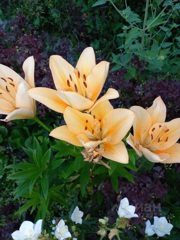 Дом в Ивановская область, Иваново Ивановская ул., 32 (60 м²)