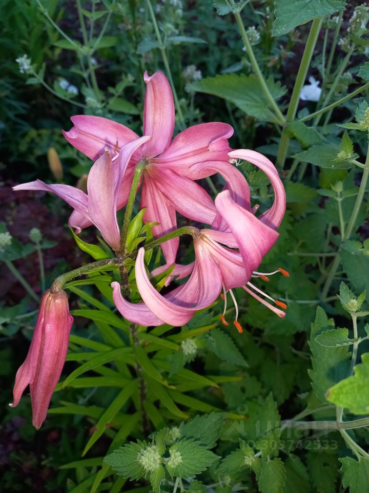 Дом в Ивановская область, Иваново Ивановская ул., 32 (60 м²)