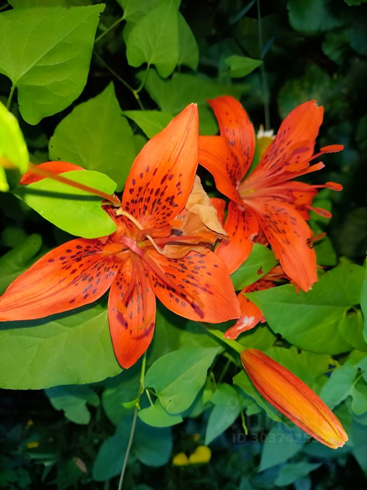 Дом в Ивановская область, Иваново Ивановская ул., 32 (60 м²)