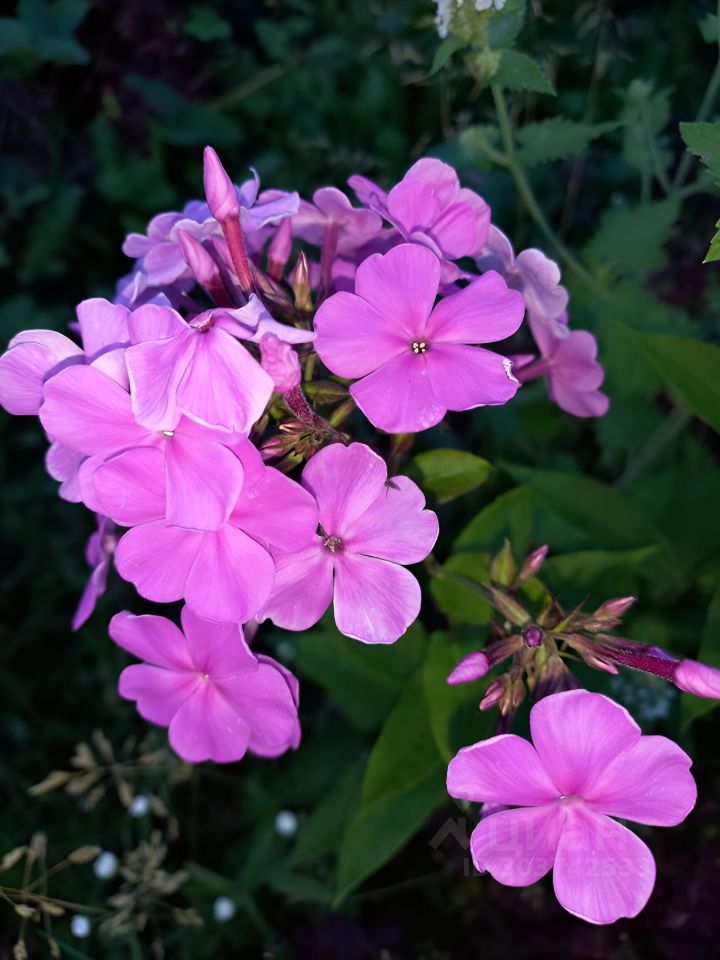 Дом в Ивановская область, Иваново Ивановская ул., 32 (60 м²)