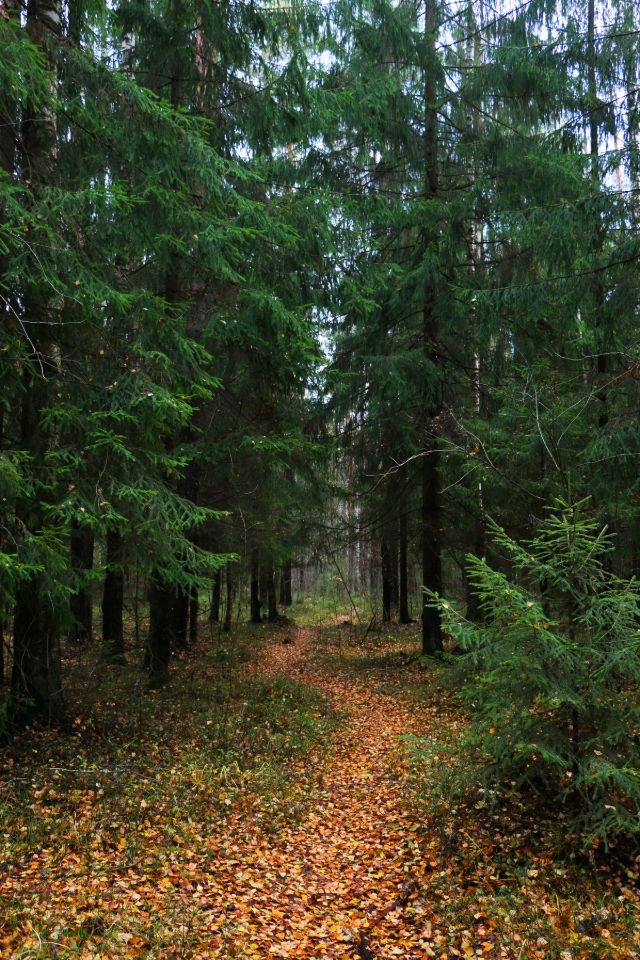 Парки