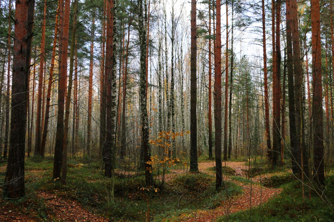 Парки