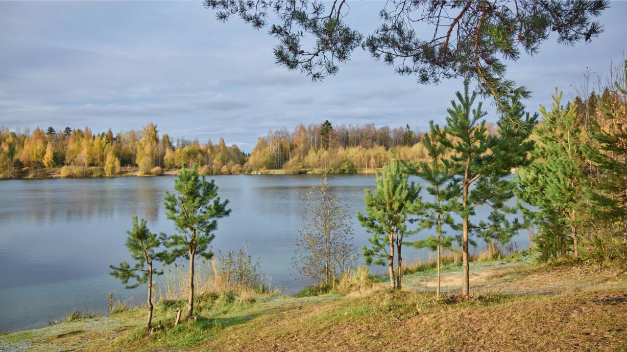 Парки