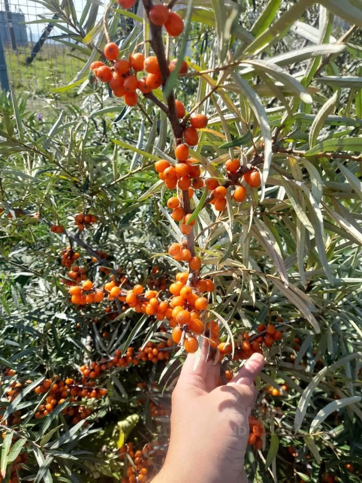 Квартира 3-комн. 64.3 м² в с. Мякса — фото 46 из 48