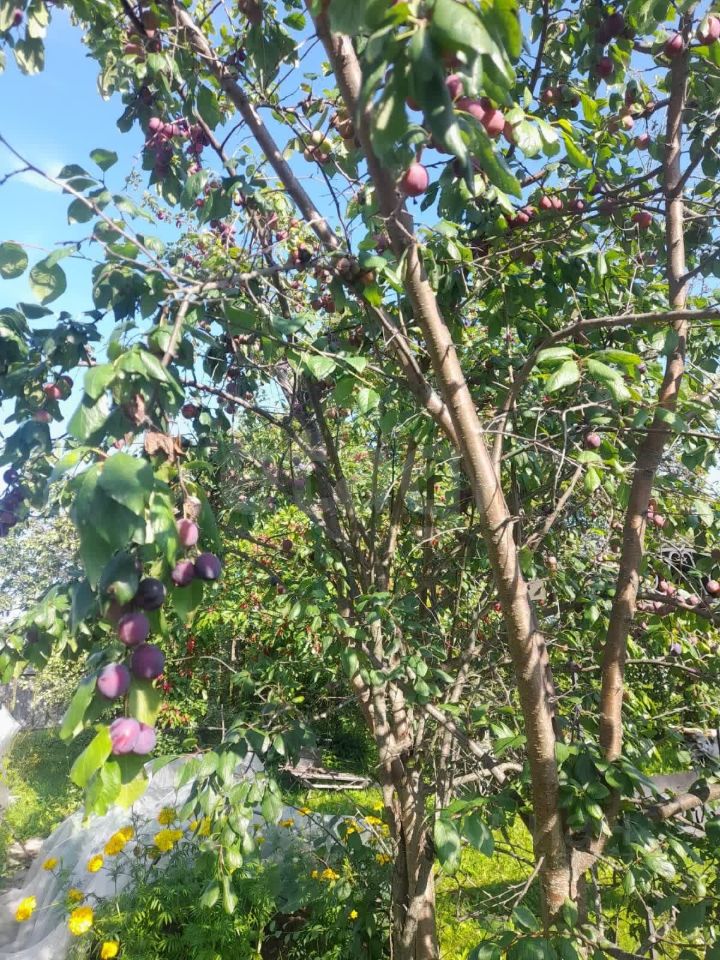 Квартира 3-комн. 64.3 м² в с. Мякса — фото 48 из 48