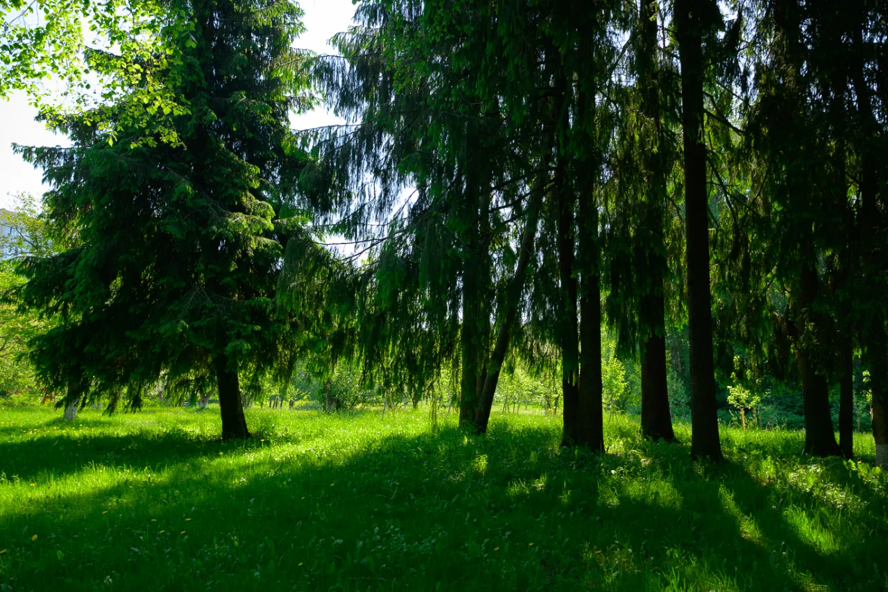 Парки