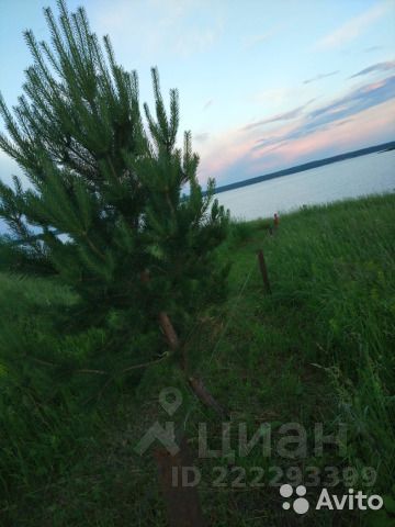 На фотографии видно участок земли с молодым сосной, растущей на зеленом склоне. Участок окружен травой и кустарниками, что создает естественный ландшафт. На заднем плане виднеется водоем, который отражает нежные оттенки неба в вечерних сумерках. Сосна имеет густую крону, а ствол обнесен защитной конструкцией. Общая атмосфера спокойная и умиротворяющая, подчеркивающая близость к воде и природной среде.