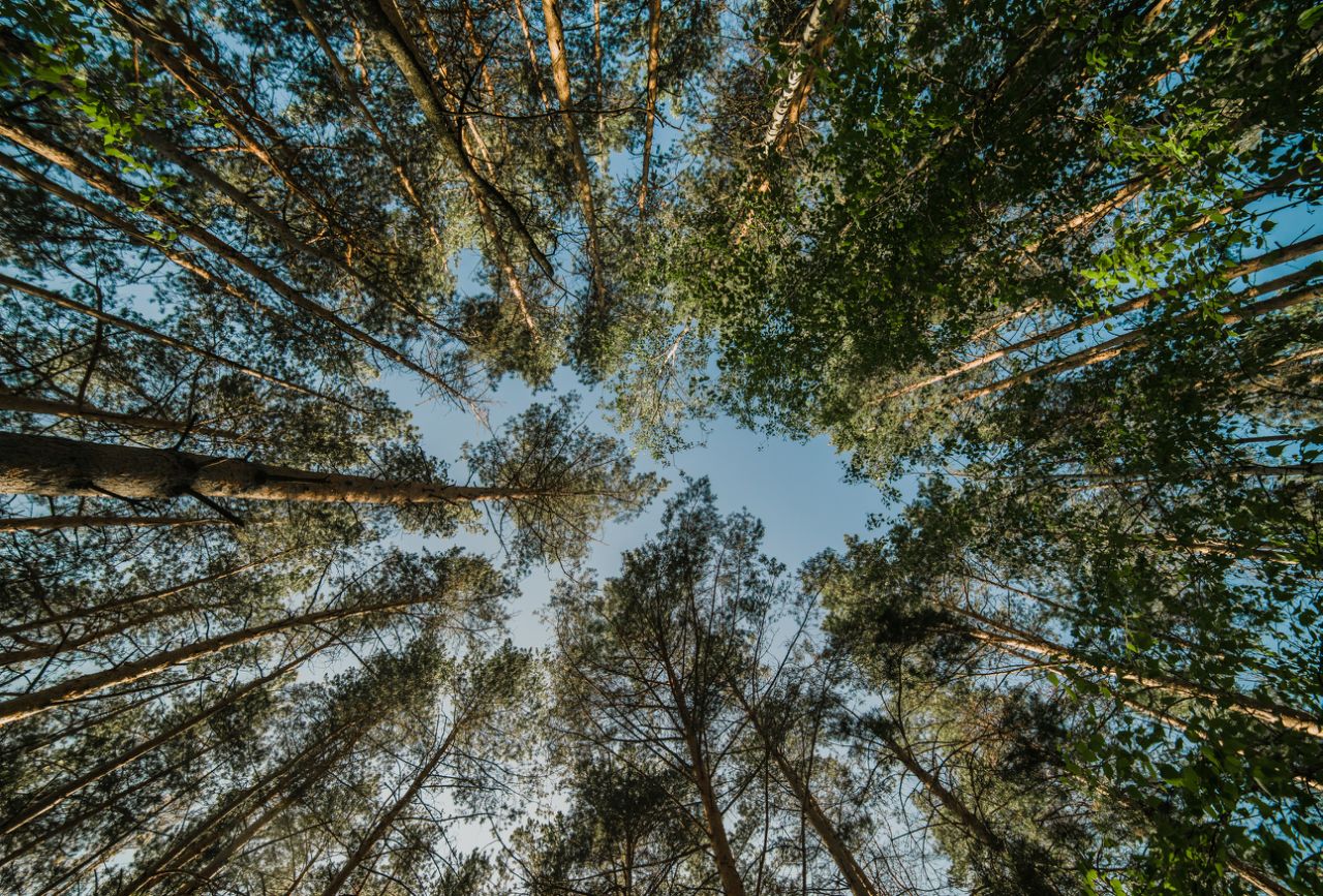 Парки