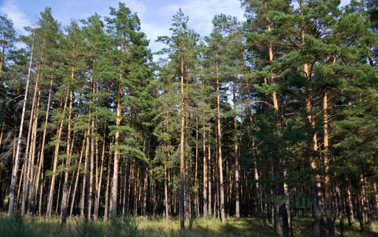 Купить дачу недорого в поселке городского типа Сосновка республики Чувашская.  Найдено 4 объявления.