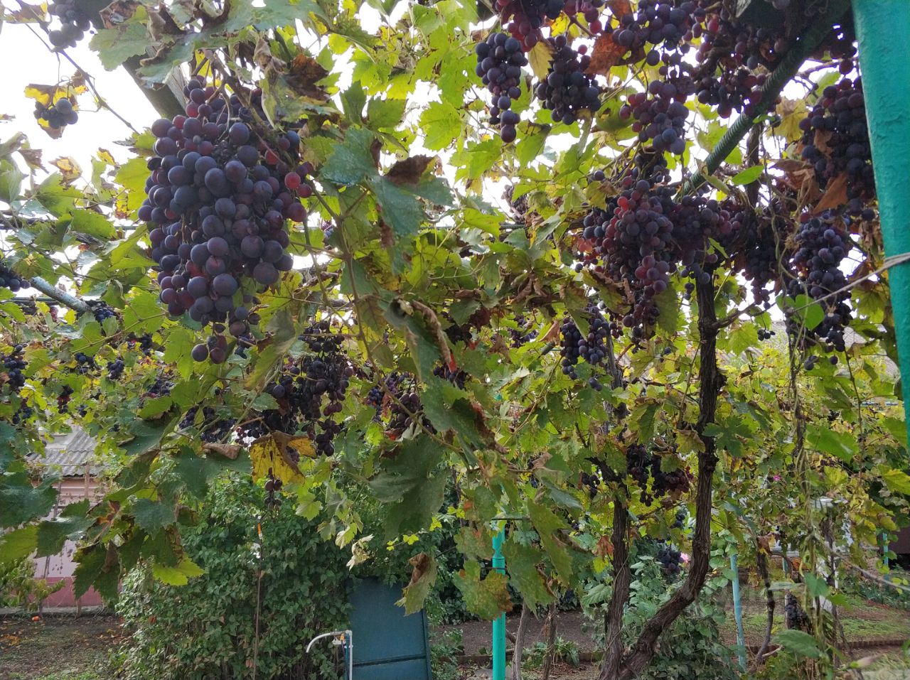 Купить дом на улице Первомайская в городе Саки, продажа домов - база  объявлений Циан. Найдено 1 объявление