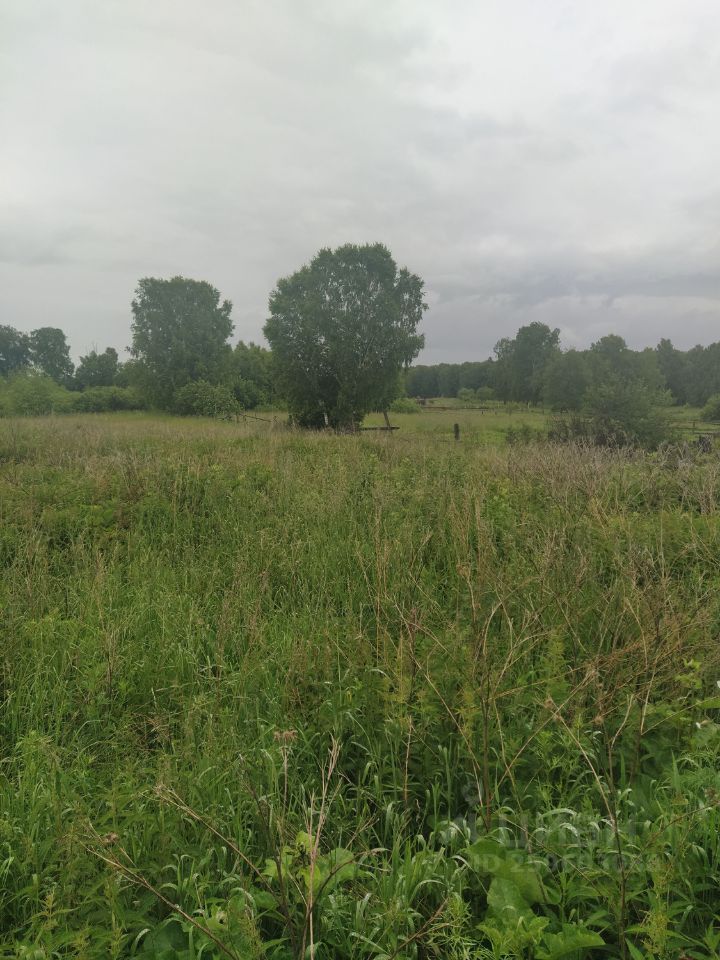 На фотографии представлено открытое пространство, покрытое высокой травой и кустарниками. В центре виден одинокий большой кустарник, окруженный зелеными насаждениями. Растительность разнообразна, с преобладанием зеленых и желтоватых оттенков. Фон состоит из деревьев, создающих ощущение уединенности. Пейзаж выглядит естественно и дико, без четко выраженных дорожек или построек. Небо затянуто облаками, что добавляет атмосферу спокойствия и умиротворения. Общая композиция вызывает чувство близости к природе и открытых пространств.