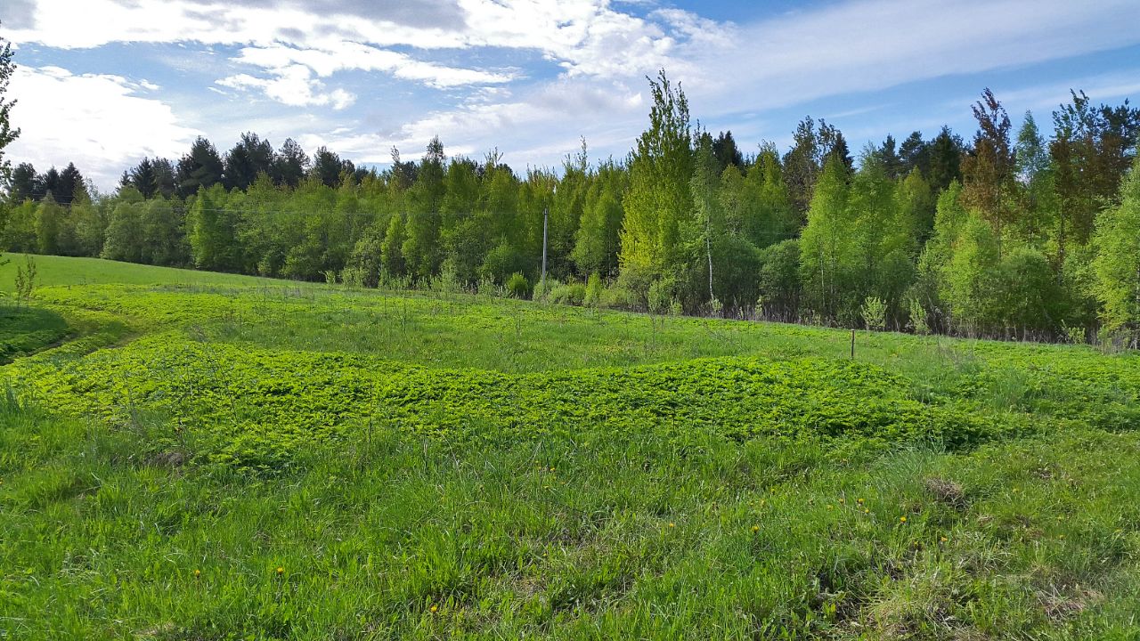 Купить загородную недвижимость в деревне Речане Торопецкого района, продажа  загородной недвижимости - база объявлений Циан. Найдено 4 объявления