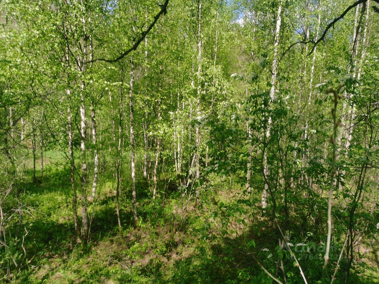 Купить земельный участок в деревне Фишева Гора Тихвинское городского  поселения, продажа земельных участков - база объявлений Циан. Найдено 2  объявления