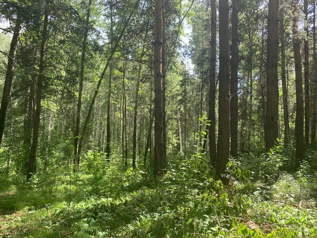 Видна густая лесная местность с высокими деревьями, создающими естественную тень. Стволы деревьев прямые и высокие, с характерной корой. Подлесок представлен разнообразными зелеными растениями и кустарниками, которые добавляют текстуру и глубину. Мягкий свет проникает сквозь листву, создавая эффект игры теней на земле. Почва покрыта мягким мхом и травой, что придает ощущение уюта и естественности. В целом, пространство выглядит спокойным и умиротворяющим, идеально подходящим для прогулок и отдыха на природе.