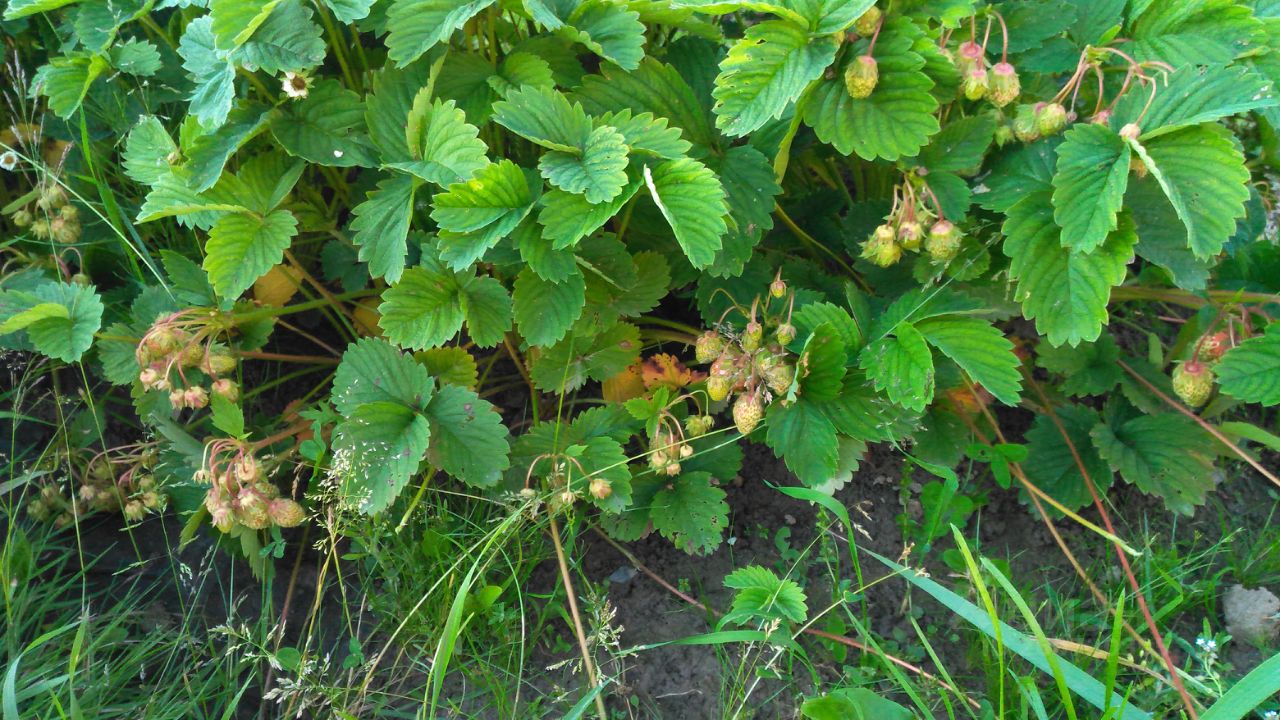 Дом 30 м² за 170 000 ₽ в Наволокское городское поселение — фото 3