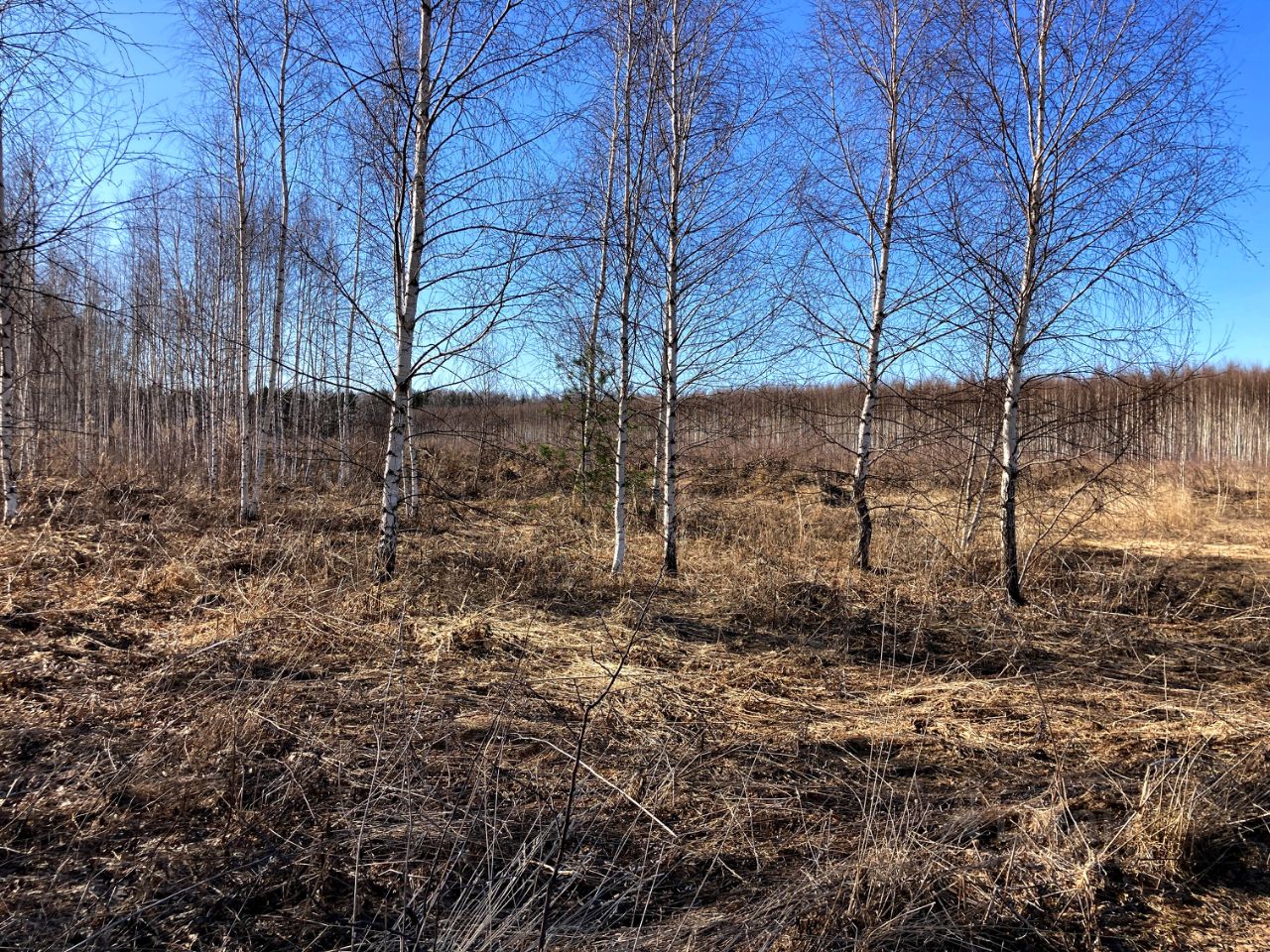 Купить дачный участок в селе Ломовка Нижегородской области, продажа участков для дачи. Найдено 2 объявления.