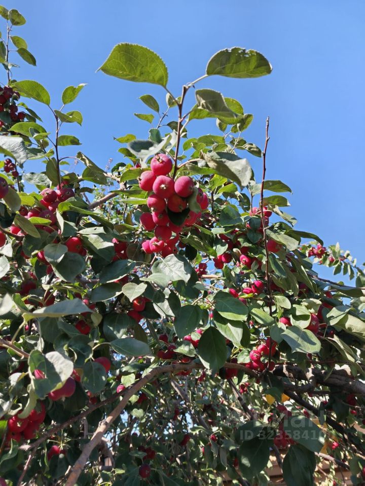 Дом в Забайкальский край, Чита Эдельвейс СНТ, 96 (40 м²)