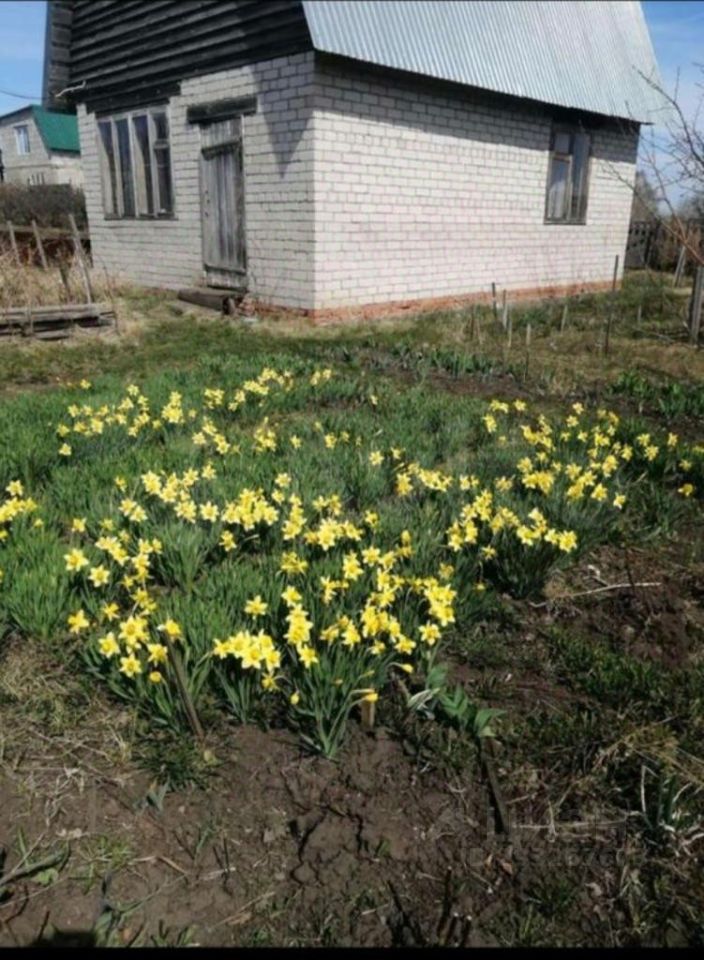 Продается дом/дача в Барнауле. Общая площадь 35 кв.м. Участок с цветущими нарциссами, кирпичный дом, крыша из профнастила.