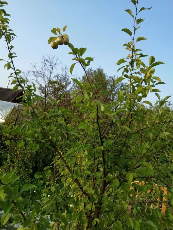 На фотографии изображено дерево с зелеными листьями и плодами, вероятно, яблоками. Ствол дерева крепкий и прямой, ветви раскинуты, создавая густую листву. Плоды выглядят незрелыми, их цвет светло-зеленый. Фон состоит из других деревьев и кустарников, что придает ощущение уюта и природной среды. Светлое небо и отсутствие облаков создают спокойную атмосферу. Общая композиция передает гармонию природы и растительности, подчеркивая зелень и плодовитость сада.