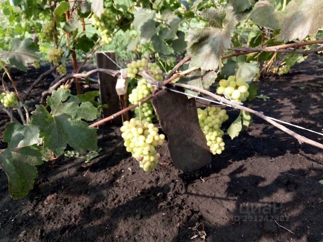 Купить Дом Рогачевка Новоусманский Район