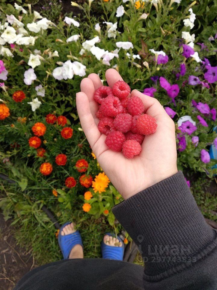 На фотографии видно руку, держащую свежие малину, окруженную яркими цветами. Внизу расположены оранжевые и фиолетовые цветы, а также белые и розовые цветы, создающие красочный фон. Рука одета в черный свитер, а на ногах - синие шлепанцы. Малина выглядит аппетитно и сочной, подчеркивая летнюю атмосферу. Цветы разнообразны по форме и цвету, добавляя живость и яркость в композицию. Общая картина создает ощущение уюта и радости от сбора урожая.