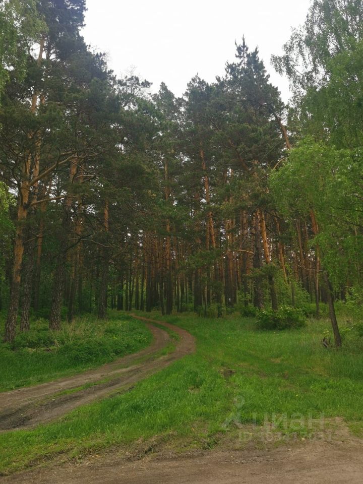 На фотографии виден извивающийся грунтовой путь, окруженный высокими деревьями. Стволы деревьев, в основном сосны, имеют светло-коричневую кору, а кроны образуют густую зеленую листву. Лесная зона выглядит ухоженной, с яркой зеленью травы, которая покрывает землю. Путь, вероятно, используется для доступа к различным участкам леса, и его края обрамлены кустарниками. Общая атмосфера спокойная и естественная, создающая ощущение уединения и близости к природе.