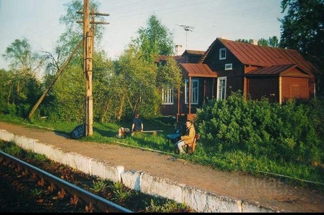 Хвойная кабожа. Кабожа Новгородская область.