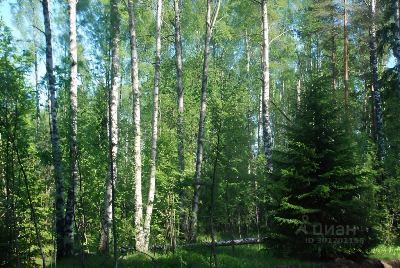 Где Купить Землю В Ленинградской Области