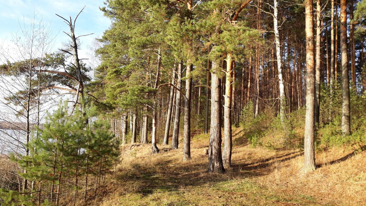 Купить земельный участок в Юрьевецком районе Ивановской области, продажа  земельных участков - база объявлений Циан. Найдено 57 объявлений