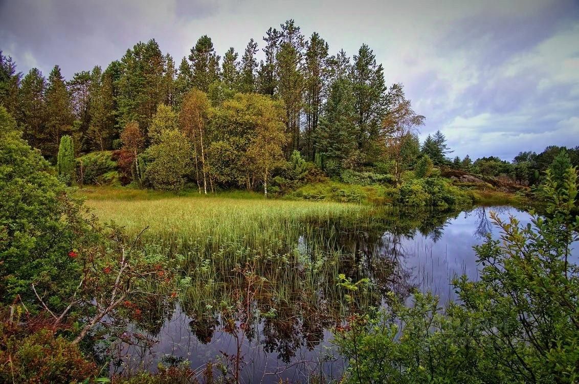 Река Болото Пейзаж Фото