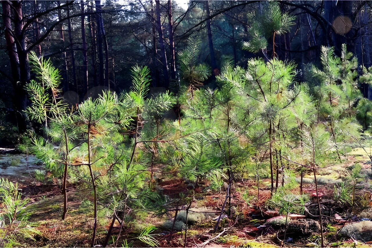 Продаю участок 39115сот. ул. Пионерская, 1, Самарская область, Красный ...