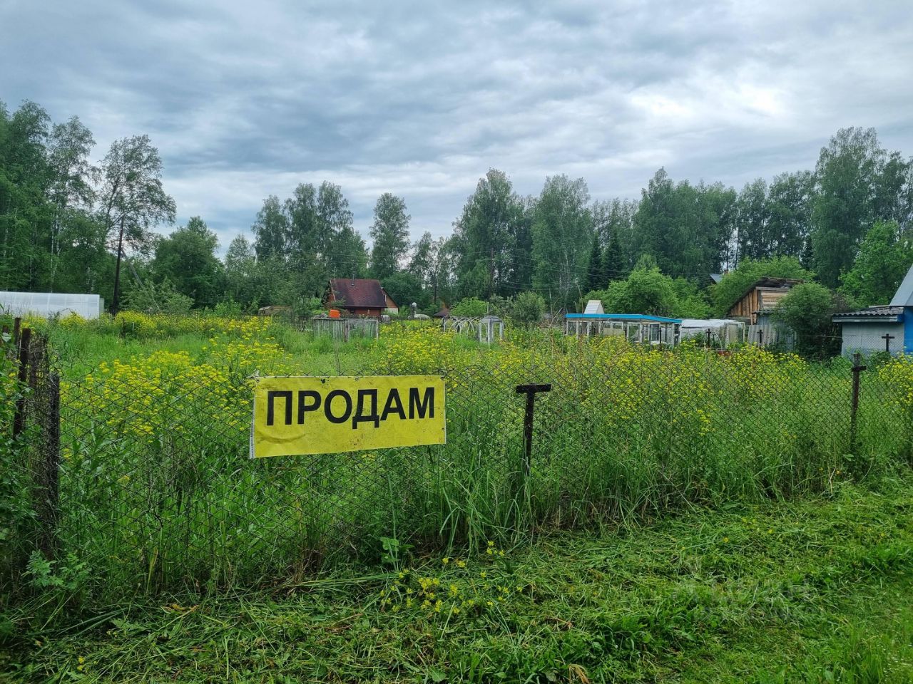 На фотографии представлено обширное земельное пространство, окруженное сетчатым забором. В центре видны заросли высокой травы и желтых цветов, создающих естественный ландшафт. На заднем плане расположены несколько строений, включая дом с красной крышей и деревянные конструкции, частично скрытые зеленью. Пространство выглядит неухоженным, с неравномерной растительностью. Основные цвета – зеленый и желтый, что придает участку живописный вид. Яркая вывеска с надписью 'ПРОДАМ' акцентирует внимание на наличии предложения о продаже участка.