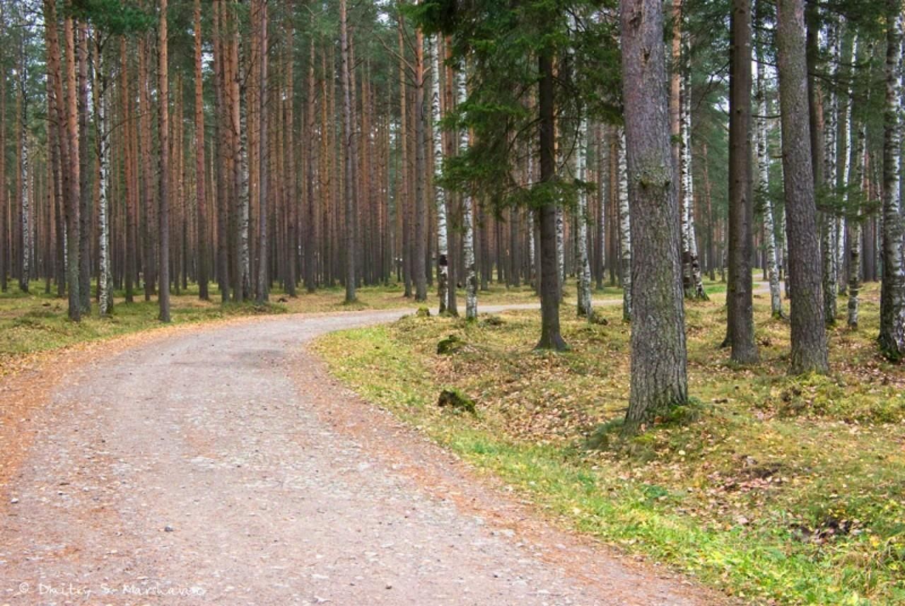 Купить земельный участок в деревне Коркино Ленинградской области, продажа  земельных участков - база объявлений Циан. Найдено 123 объявления