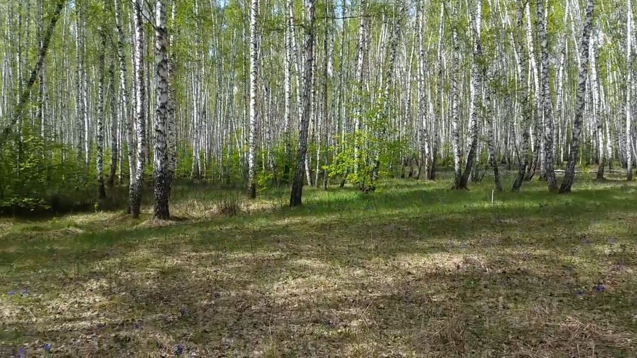 На фотографии изображен густой лес с высокими березами, создающими впечатляющий вертикальный ритм. Стволы деревьев имеют характерную белую кору с черными пятнами, что придает особый шарм. Подлесок представляет собой зелёную траву и небольшие кустарники, которые разнообразят ландшафт. Светлые участки земли покрыты опавшими листьями и растительностью, создавая естественную атмосферу. Лес выглядит ухоженным и свежим, с яркими зелеными оттенками листвы, что свидетельствует о весеннем времени года. Пространство кажется открытым и воздушным, приглашая на прогулку.