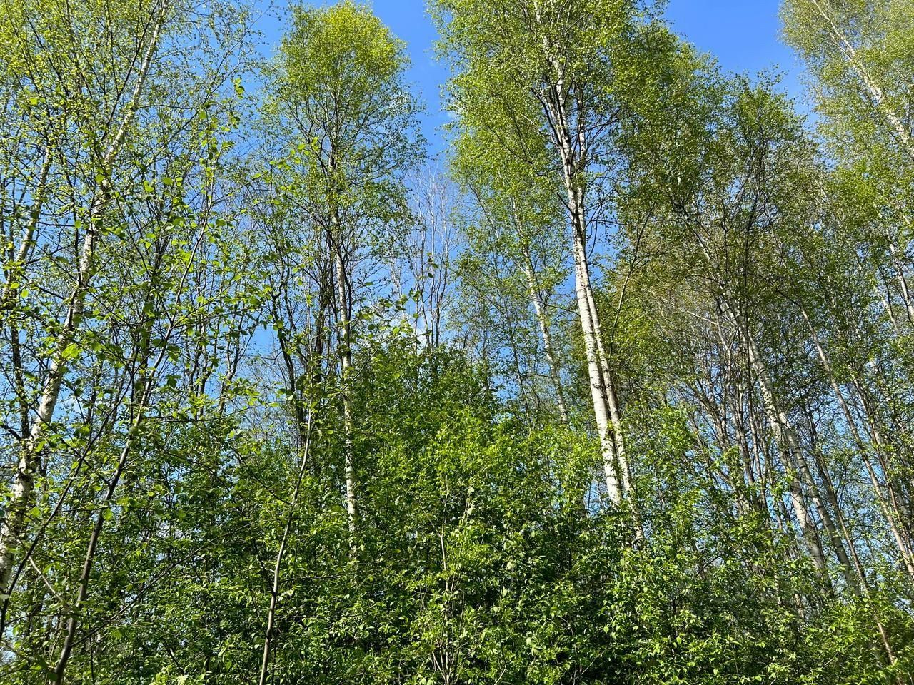 Купить земельный участок в садовое товарищество Луч городского округа  Лотошино, продажа земельных участков - база объявлений Циан. Найдено 3  объявления