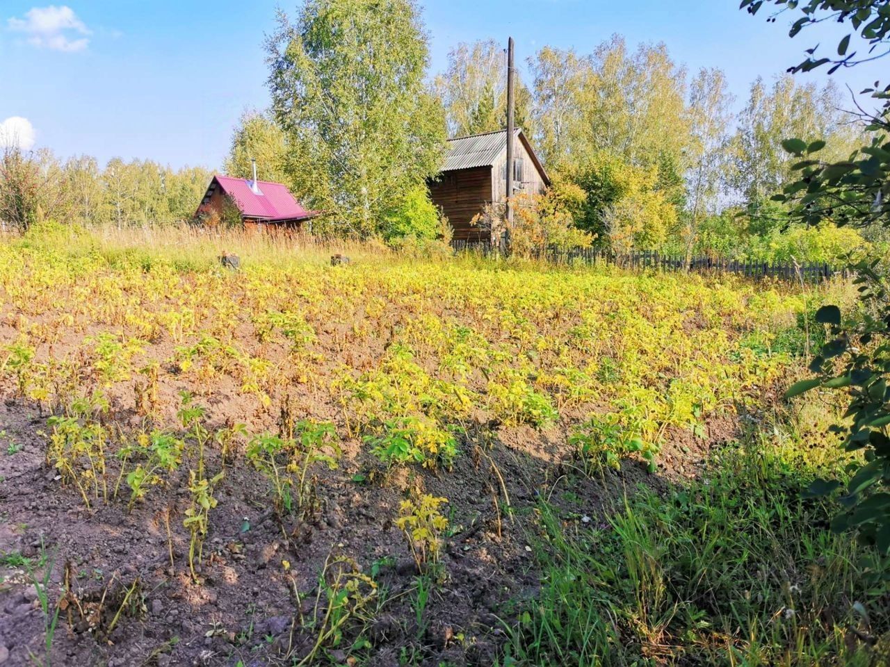 На фотографии изображен участок земли с растущими растениями, вероятно, картофелем, который занимает большую часть пространства. Растения имеют желтоватые листья, что может указывать на окончание вегетационного периода. На заднем плане видны деревянные дома с металлическими крышами, один из которых имеет красную крышу. Строения окружены зелеными деревьями и кустарниками, создавая уютную атмосферу. Земля выглядит обработанной, с видимыми рядами растений. Общая палитра включает earthy тона и зеленые оттенки, подчеркивающие природный ландшафт.