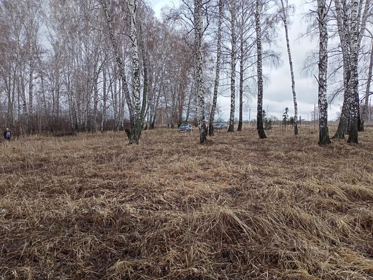 На фотографии виден открытый участок земли, окруженный высокими березами. Трава и сухие травы покрывают землю, создавая естественный вид. Участок кажется достаточно просторным и хорошо освещенным, что позволяет оценить его потенциал для строительства или использования под сад. Березы с белой корой добавляют эстетическую привлекательность, создавая контраст с коричневыми и желтыми оттенками трав. Отсутствие построек на участке подчеркивает его природный ландшафт и открывает возможности для различных проектов.