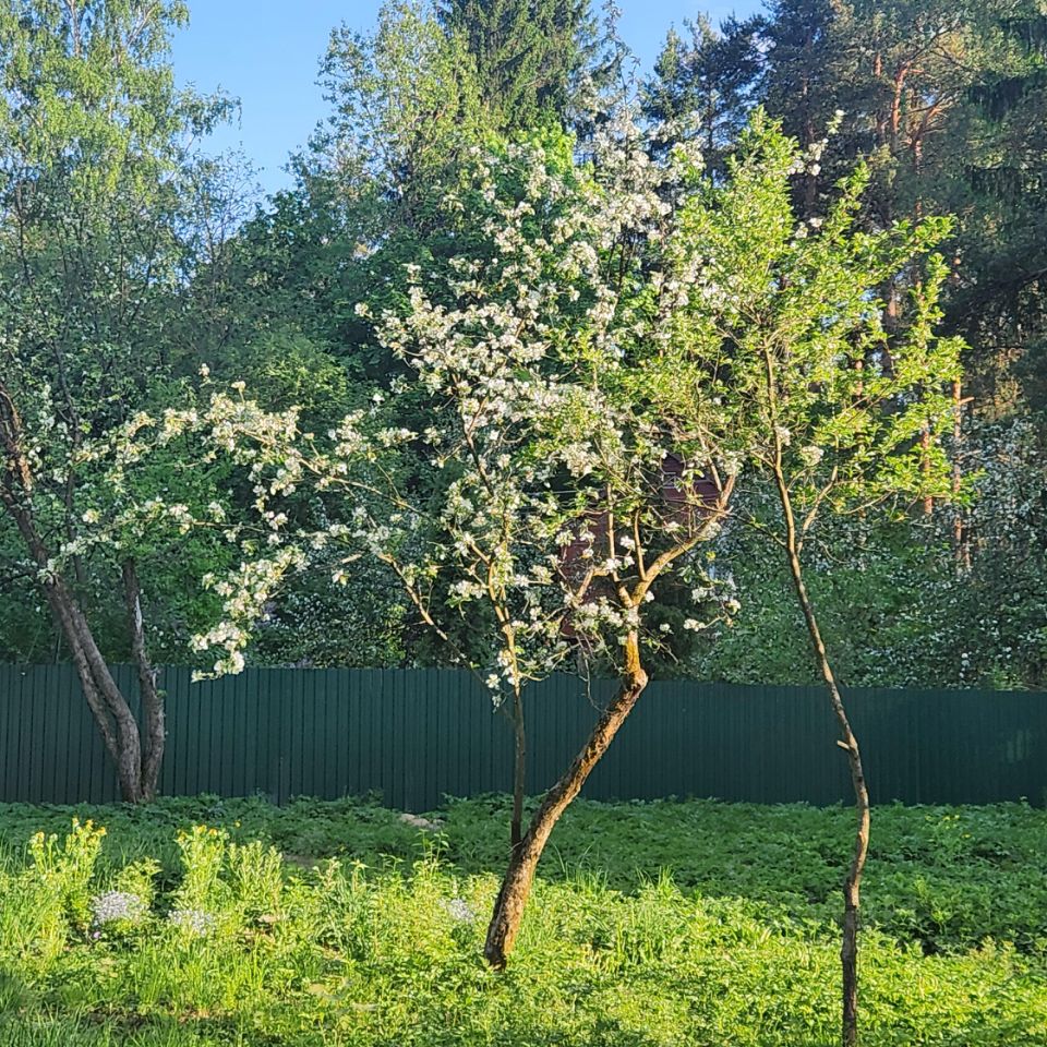 Купить земельный участок в городском поселке Токсово Всеволожского района,  продажа земельных участков - база объявлений Циан. Найдено 30 объявлений