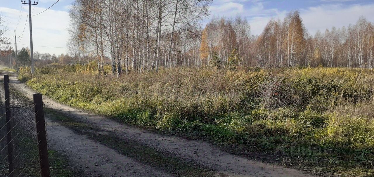 На фотографии изображен участок земли с неравномерно растущей растительностью. Основное внимание привлекает дорога, выложенная гравием, которая ведет вдоль забора. По обеим сторонам дороги видны густые заросли, состоящие из трав и кустарников. На заднем плане расположены ряд берез, обрамляющих участок. Цвета природы варьируются от ярко-зеленого до желтоватого, указывая на осенний сезон. Столбы электропередач добавляют индустриальный элемент, контрастируя с естественной средой. В целом, изображение создает атмосферу спокойствия и уединения.