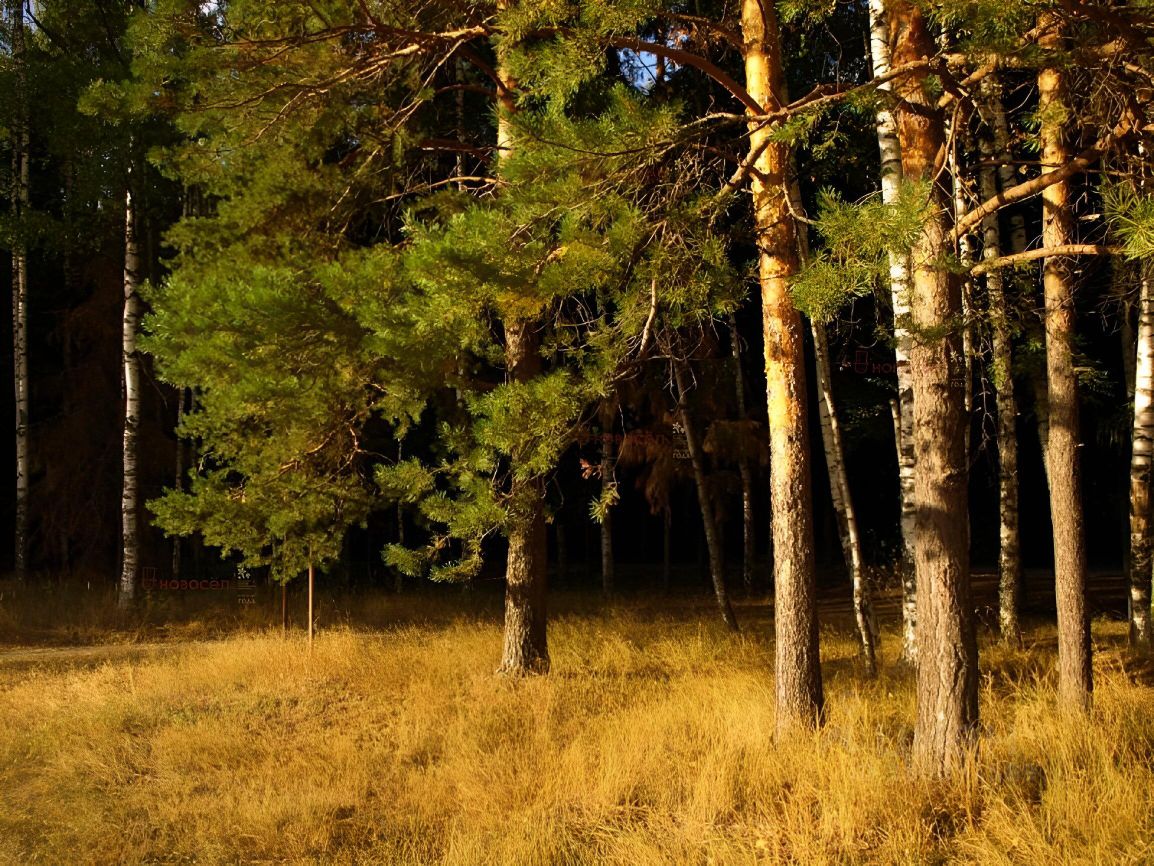 Купить земельный участок СНТ в деревне Повадино Московской области, продажа  участков под садоводство. Найдено 1 объявление.