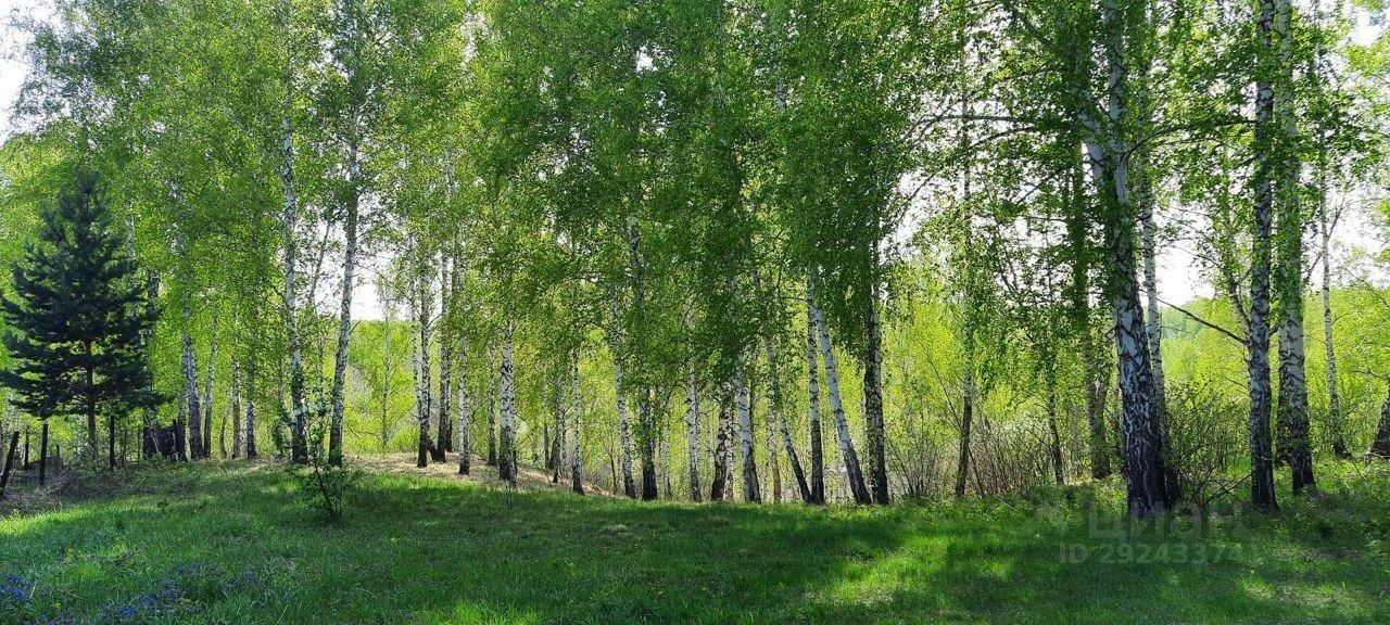 На изображении виден зеленый участок, окруженный высокими березами с белыми стволами и яркой листвой. Трава на земле густая и ярко-зеленая, создавая уютную атмосферу. Некоторые деревья имеют более темные иглы, добавляя контраст. Пространство выглядит естественно, с легким уклоном, что придает глубину. Светлые оттенки листвы и земли создают гармоничное сочетание, подчеркивающее спокойствие и свежесть природы. Участок кажется идеальным для отдыха на природе или создания загородного дома.