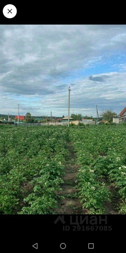 На фото представлено обширное поле с картофельными растениями, покрытыми белыми цветами. Ряды растений аккуратно расположены, создавая симметричный вид. На заднем плане виднеется несколько строений, включая жилые дома и хозяйственные постройки. Поле ухоженное, с хорошо видимыми грядками, что свидетельствует о регулярном уходе. Вдали можно заметить столбы электропередач, подчеркивающие сельский ландшафт. Цветовая палитра включает яркие зеленые оттенки растений и нейтральные тона зданий, создавая гармоничное сочетание с небом, покрытым облаками.