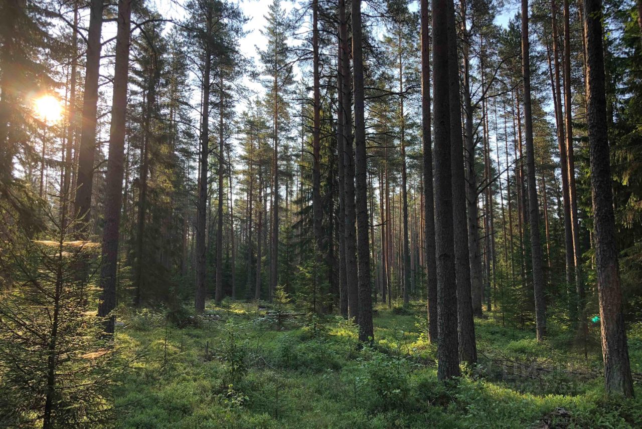 Купить загородную недвижимость в коттеджном поселке Репинские Озера в  сельском поселении Первомайское, продажа загородной недвижимости - база  объявлений Циан. Найдено 3 объявления