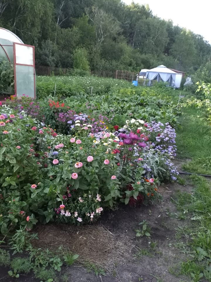 На фото представлено цветочное оформление сада с разнообразными растениями. Яркие цветы, такие как розовые и фиолетовые, создают живописный ландшафт. В центре композиции находятся кусты с цветами, окруженные зелеными листьями. На заднем плане виден тепличный комплекс с прозрачными стенами, что позволяет видеть растения внутри. Также можно заметить небольшую постройку с белыми стенами и крышей. Основные цвета — зеленый, розовый и фиолетовый, что придает пространству свежесть и уют. Уход за растениями явно поддерживается, что отражает заботу о саде.